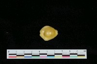 藏品(黃寶螺)的圖片